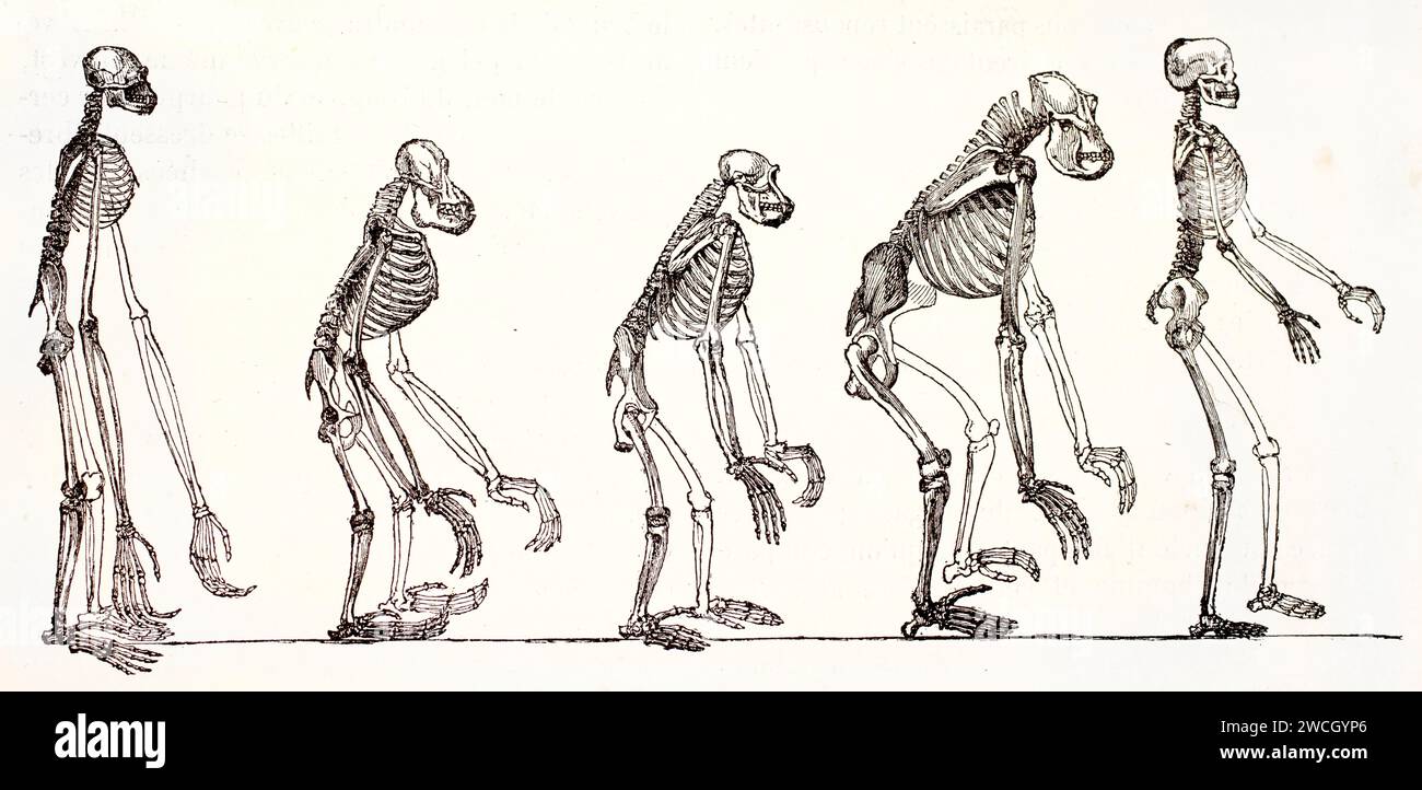 1878 incisione comparativa di scheletri di gibbone, orangutan, scimpanzé, gorilla e umani, illustrando le differenze anatomiche tra primati e umani. Foto Stock