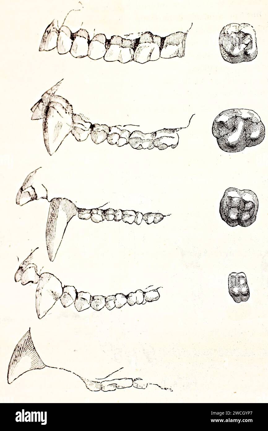 1878 incisione che confronta mascelle superiori e molari di umani, gorilla, scimpanzé, orangutan e gibbon. Illustrazione scientifica comparativa in legno Foto Stock