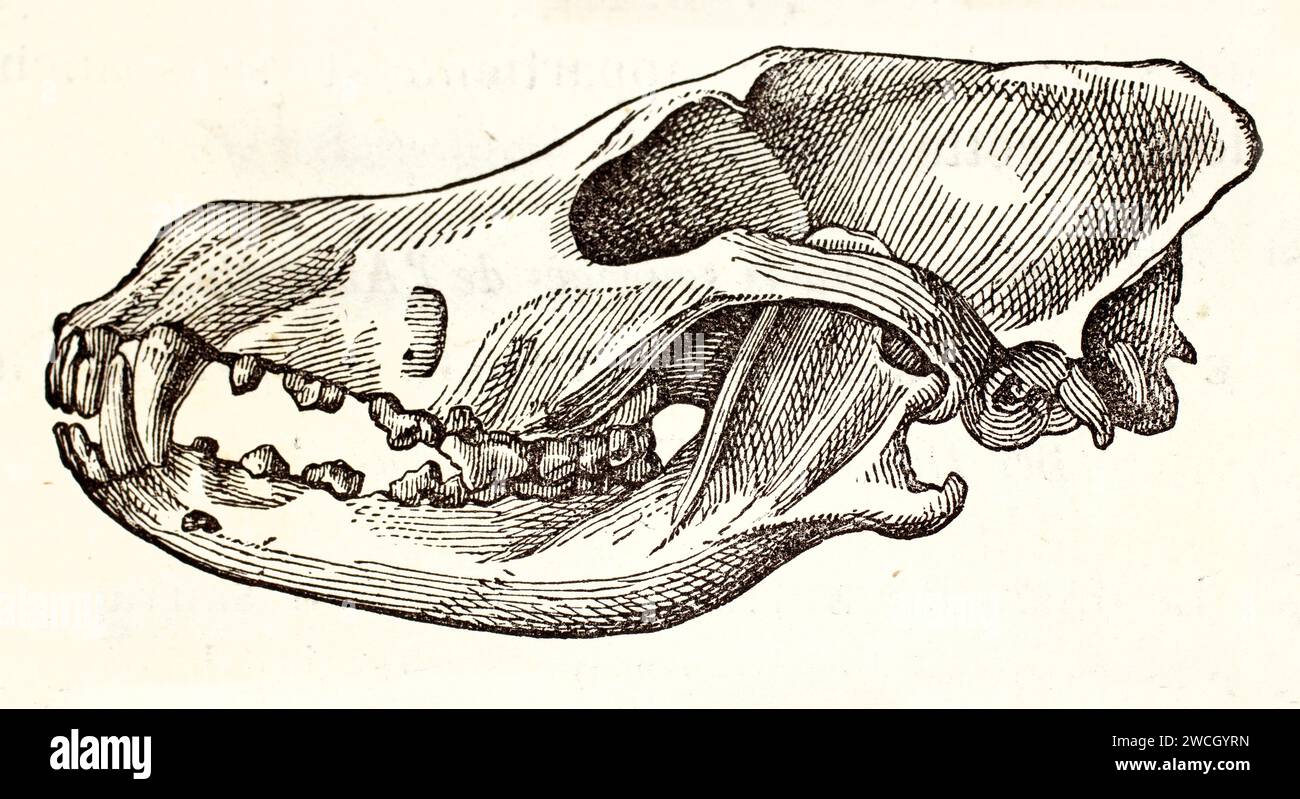 Vecchia illustrazione incisa del cranio di Dingo (vista dall'alto). Di autore sconosciuto pubblicato su Brehm, Les Mammifers, Baillière et fils, Parigi, 1878 Foto Stock