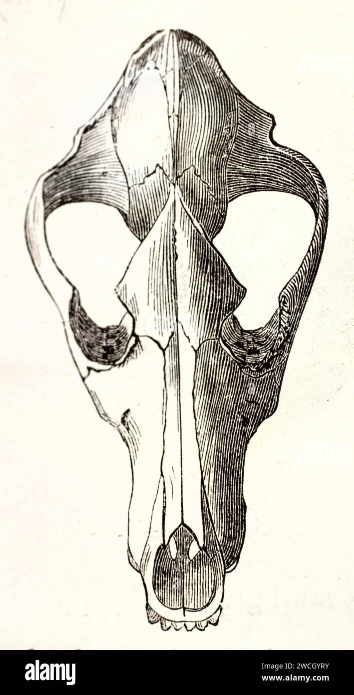 Incisione anatomica delle ossa della testa di cane dall'alto. Illustrazione dettagliata in stile xilografico che mostra la struttura cranica superiore. Pubblicato nel 1878. Foto Stock