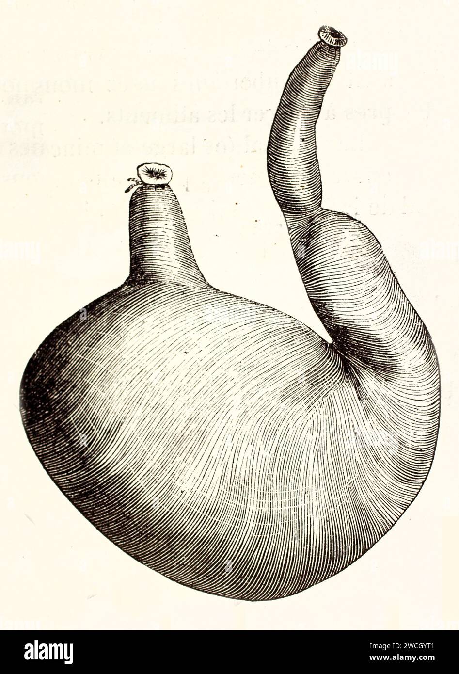 Stomaco di cane intatto mostrato nell'incisione anatomica veterinaria a taglio di legno del 1878. Il linework espressivo enfatizza lo sfondo bianco isolato dell'intero organo Foto Stock