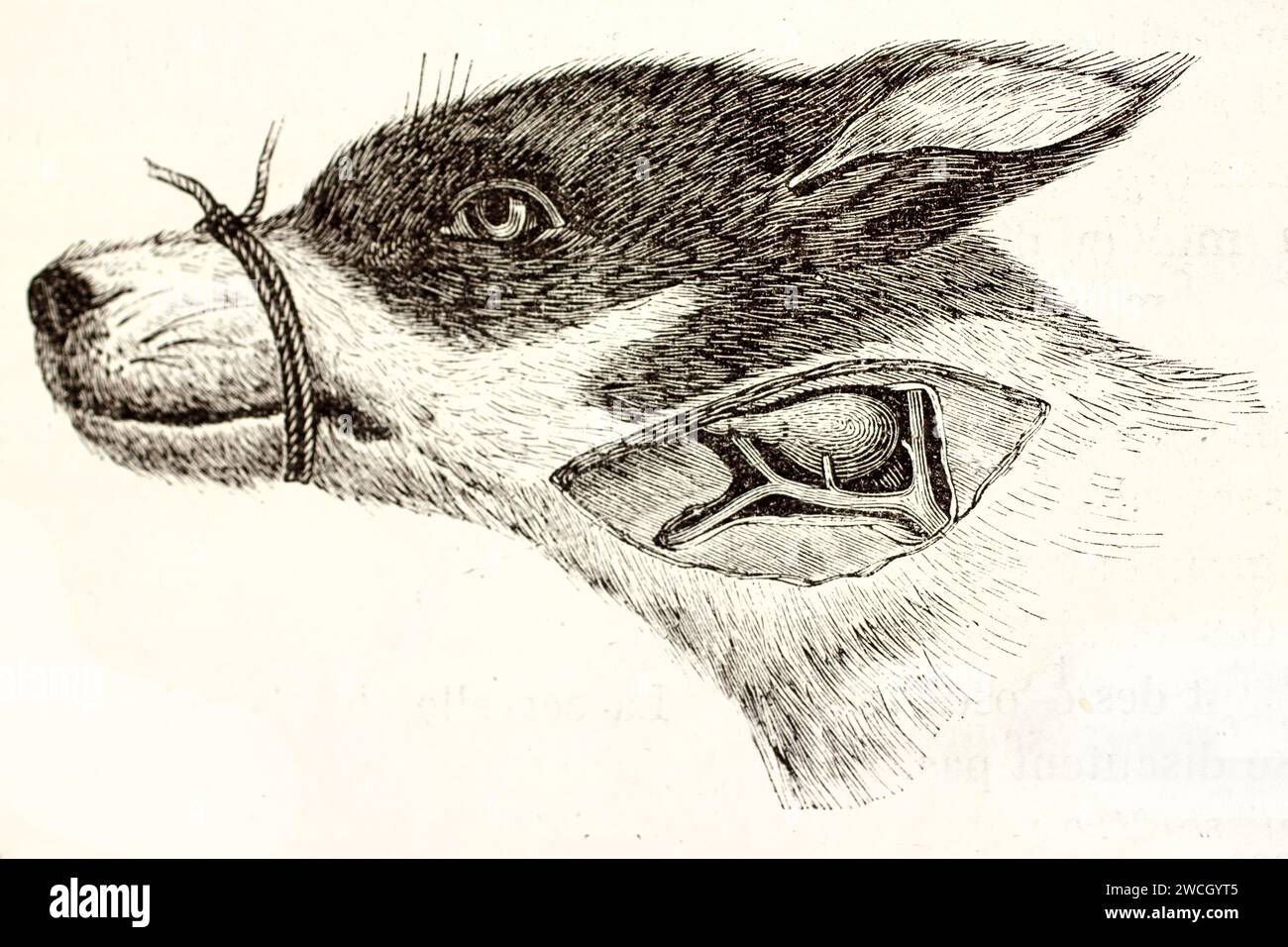 Incisione anatomica veterinaria che mostra la vena sottomassillare esposta del cane. Il disegno dettagliato della linea di 1878 evidenzia l'anatomia vascolare canina. Foto Stock