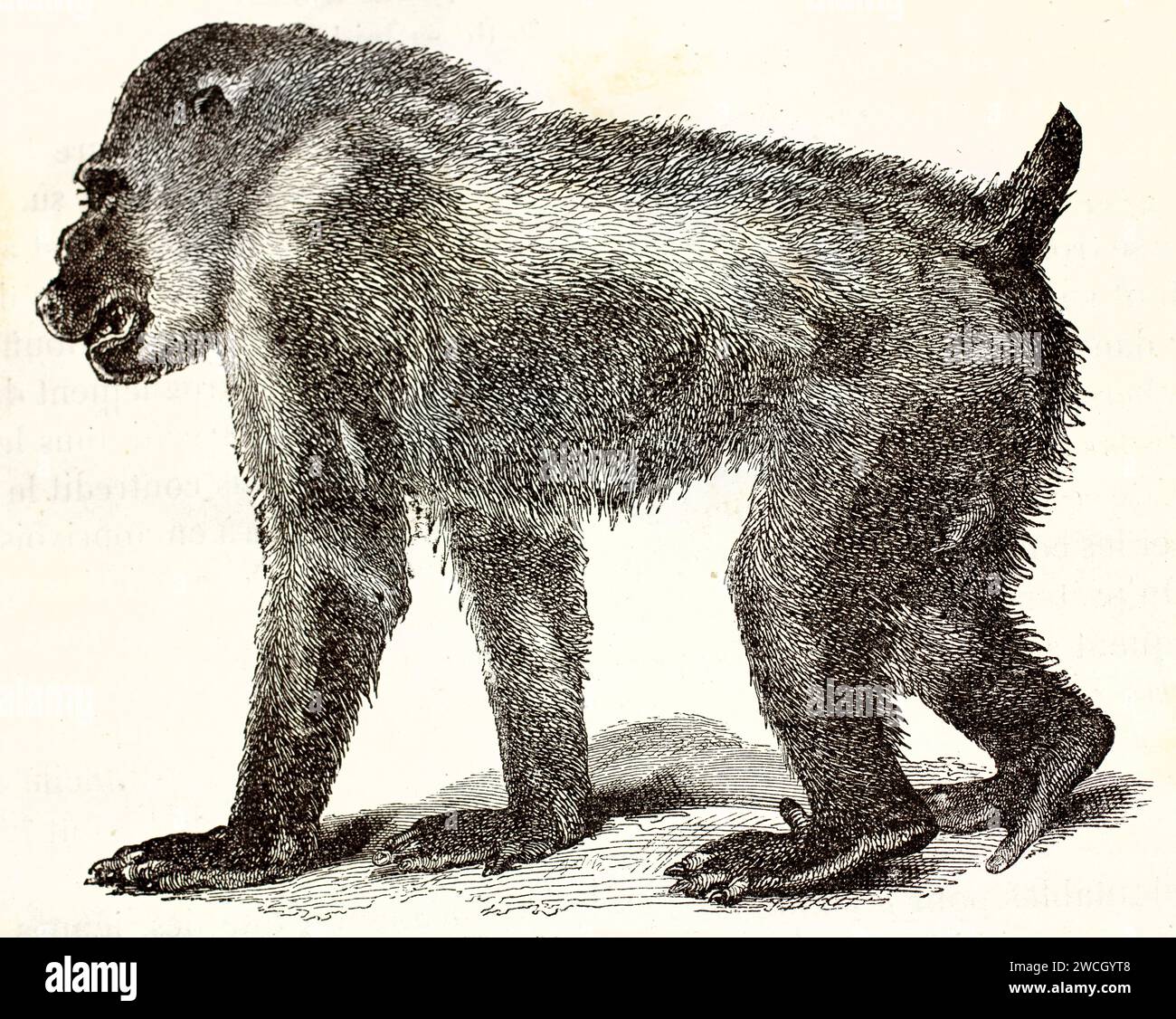 Trapano (Mandrillus leucophaeus) camminando su un terreno neutro, gettando l'ombra. L'incisione in legno espressiva del 1878 cattura la sua massiccia forma di primato. Foto Stock