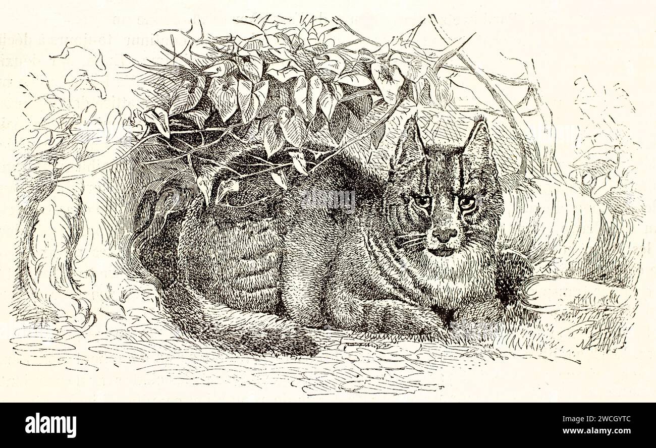 Vecchia incisione di un mau egiziano (Felis catus) accovacciato sotto una fitta vegetazione, osservando con cautela. Illustrazione con taglio a legno espressivo, 1878. Foto Stock