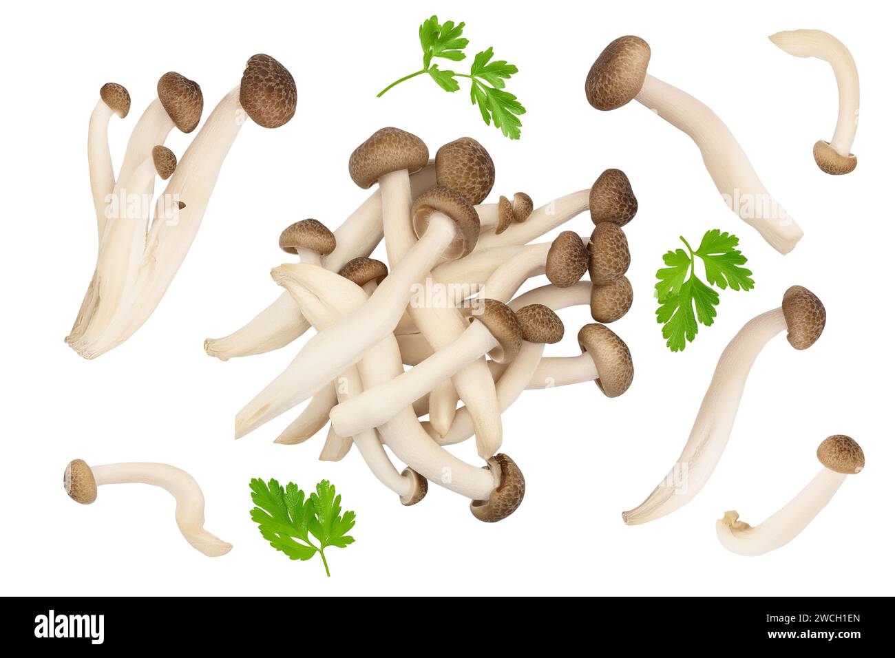 Funghi di faggio marrone o funghi Shimeji isolati su sfondo bianco . Vista dall'alto, base piatta Foto Stock