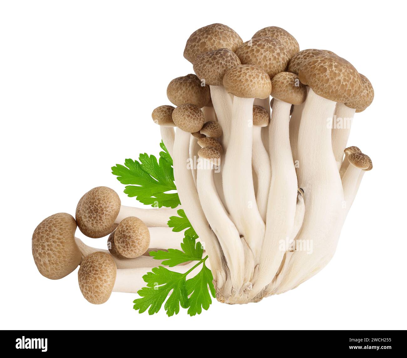 Funghi di faggio marrone o funghi Shimeji isolati su sfondo bianco con profondità di campo completa. Foto Stock
