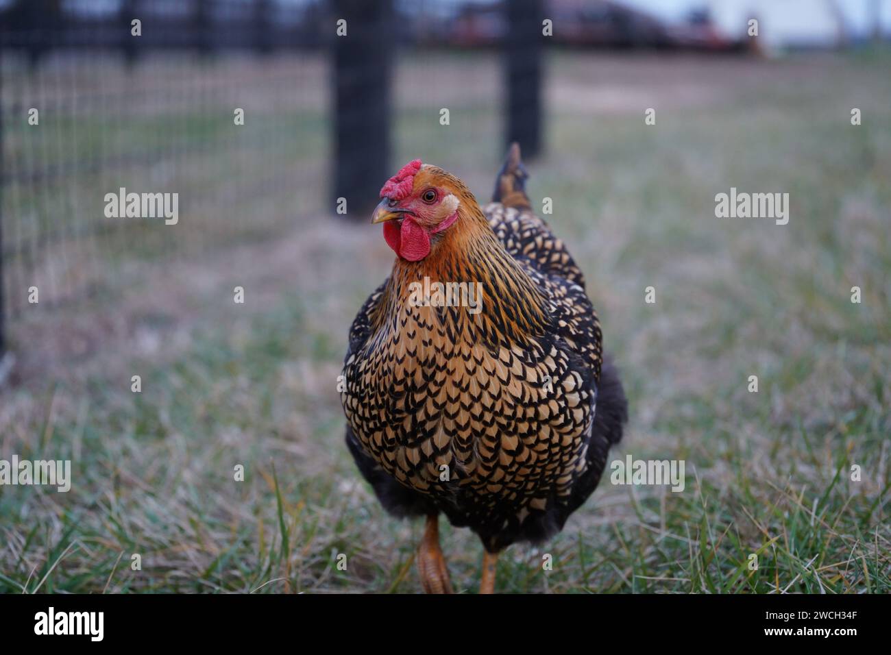 Una vivace gallina marrone con un'impressionante testa rossa che si arrampica con grazia intorno a una lussureggiante area erbosa verde Foto Stock