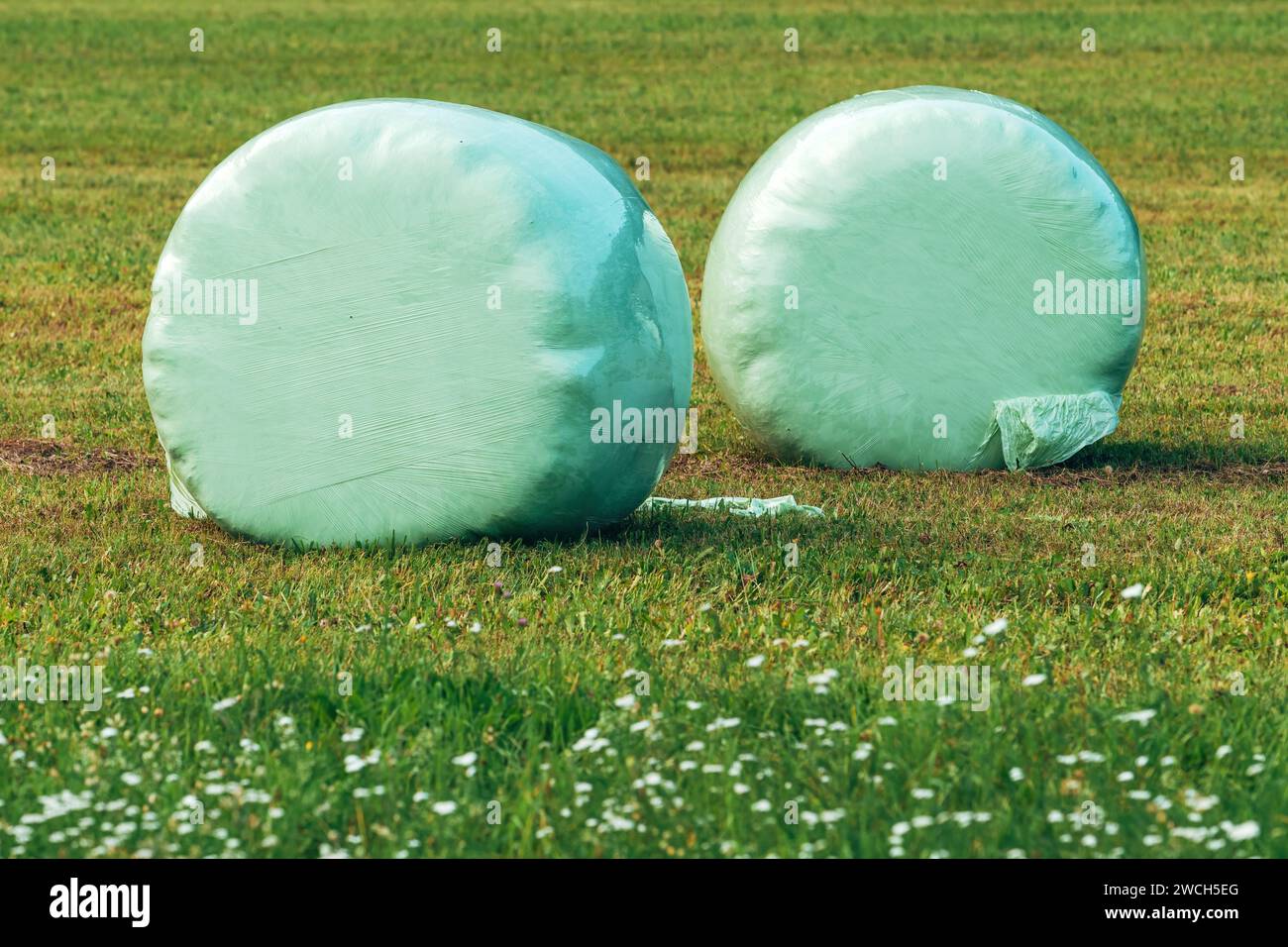 L'erba falciata viene arrotolata in balle e avvolta in un foglio di pellicola plastica, messa a fuoco selettiva Foto Stock