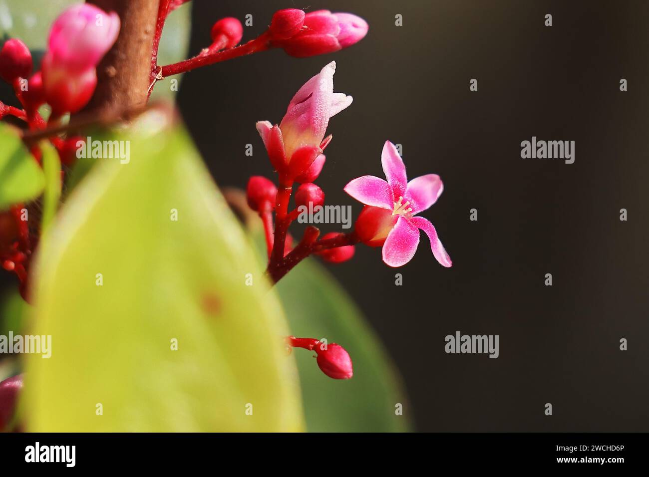 splendidi fiori di carambola di colore rosa o fiori di frutta stellata in fiore nel giardino, esotici frutti tropicali in india Foto Stock