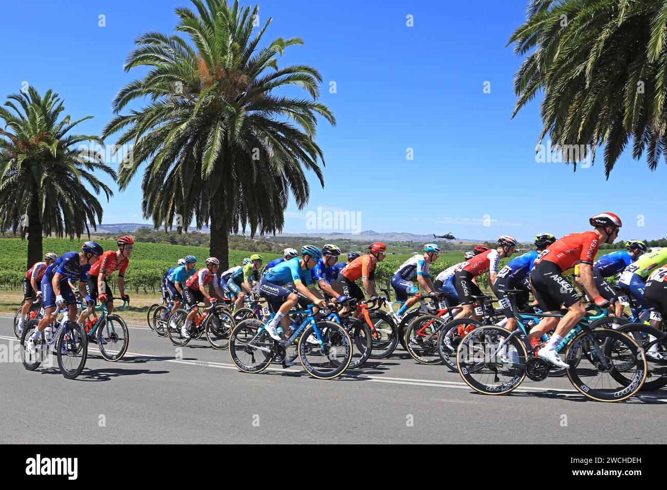 I piloti che gareggiano nel Tour Down Under 2024 nella regione vinicola della Barossa Valley nel sud dell'Australia. Il Tour è il primo evento dell'UCI World Foto Stock