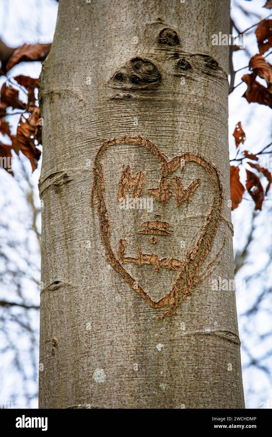Cuore intagliato su un tronco d'albero nella riserva naturale di Manteling vicino a Domburg, in Zelanda, Paesi Bassi. Herz an einem Baumstamm im Naturschu Foto Stock