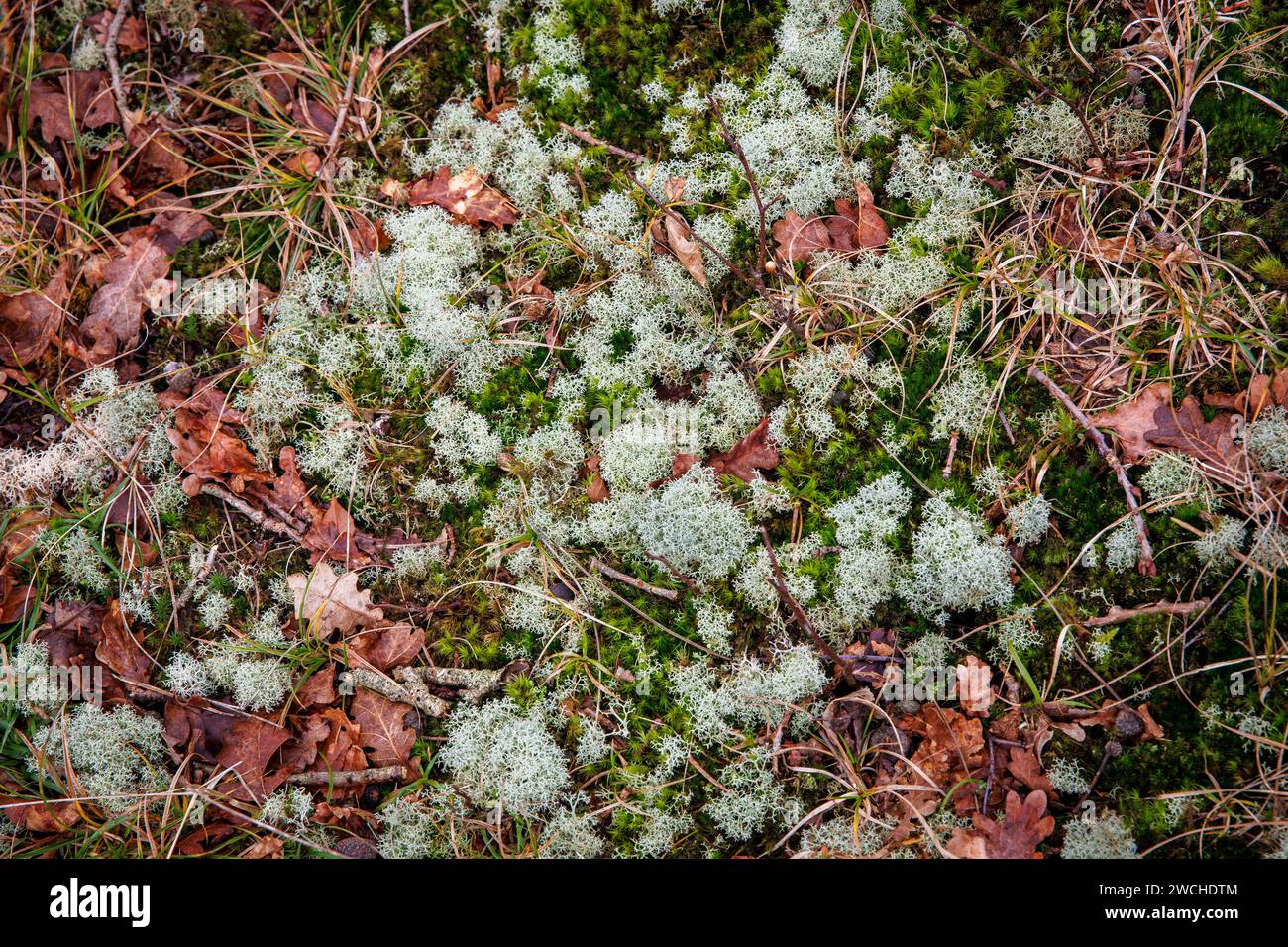 moss e lichen nella riserva naturale di Manteling vicino a Domburg sulla penisola di Walcheren, Zelanda, Paesi Bassi. Moos und Flechte im Naturschutzgebi Foto Stock