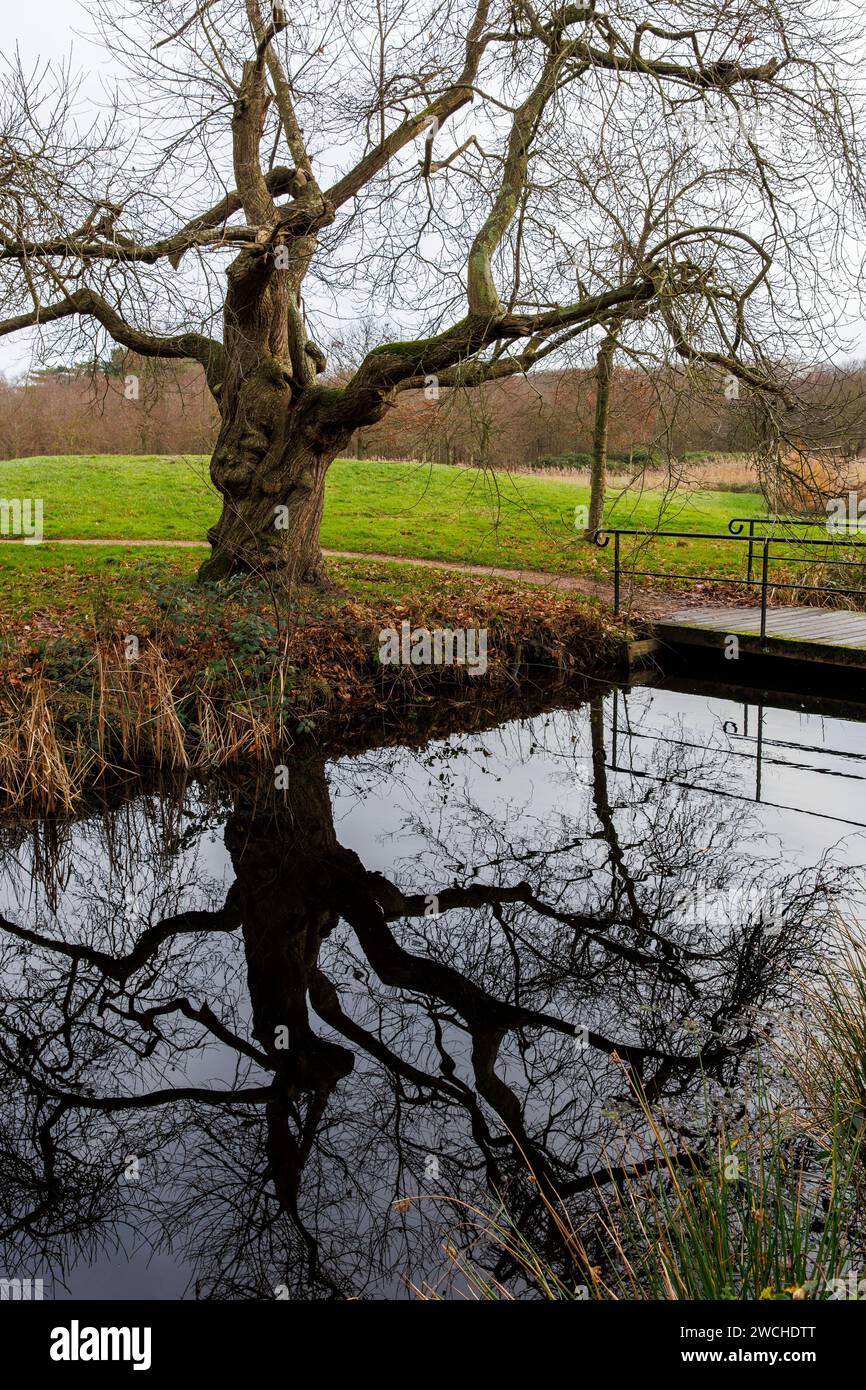 Vecchio castagno nella riserva naturale di Manteling vicino a Domburg, Zelanda, Paesi Bassi. alte Kastanie im Naturschutzgebiet de Manteling bei Domburg, Foto Stock