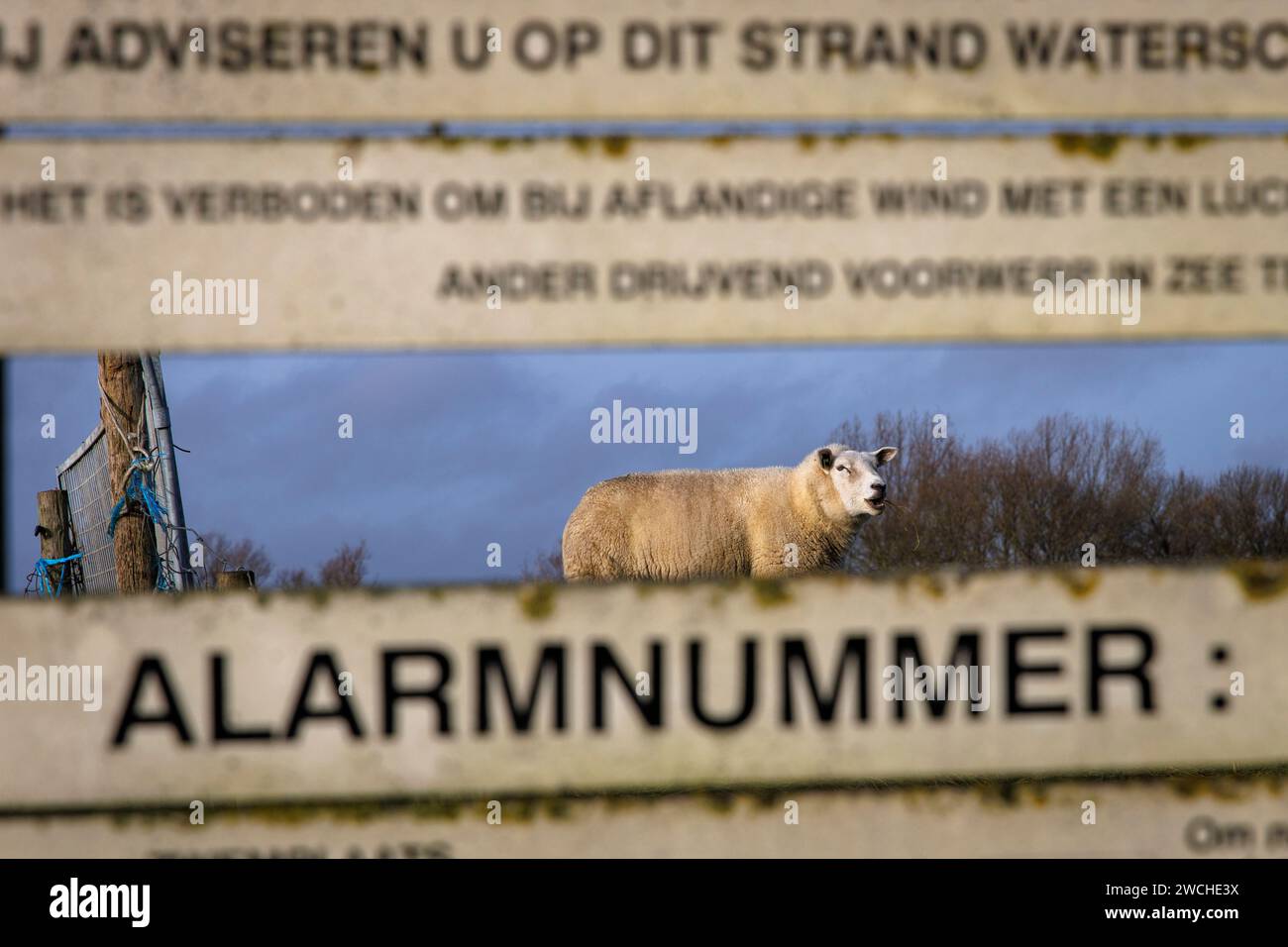 Insegna e pecore sulla diga nel porto di Vlissingen, Walcheren, Zelanda, Paesi Bassi. Schild und Schaf auf dem Deich am Hafen von Vlissingen, Walc Foto Stock