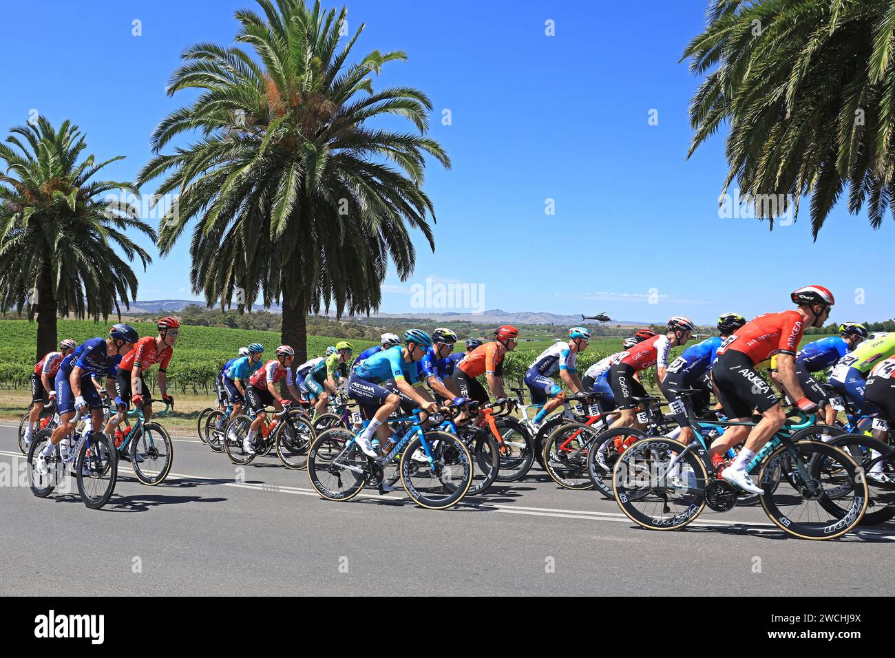 I piloti che gareggiano nella prima fase del Tour Down Under 2024 nella regione vinicola della Barossa Valley nel sud dell'Australia. Il Tour è il primo evento dell'UCI World Tour. Foto di Russell Mountford/Alamy Live News Foto Stock