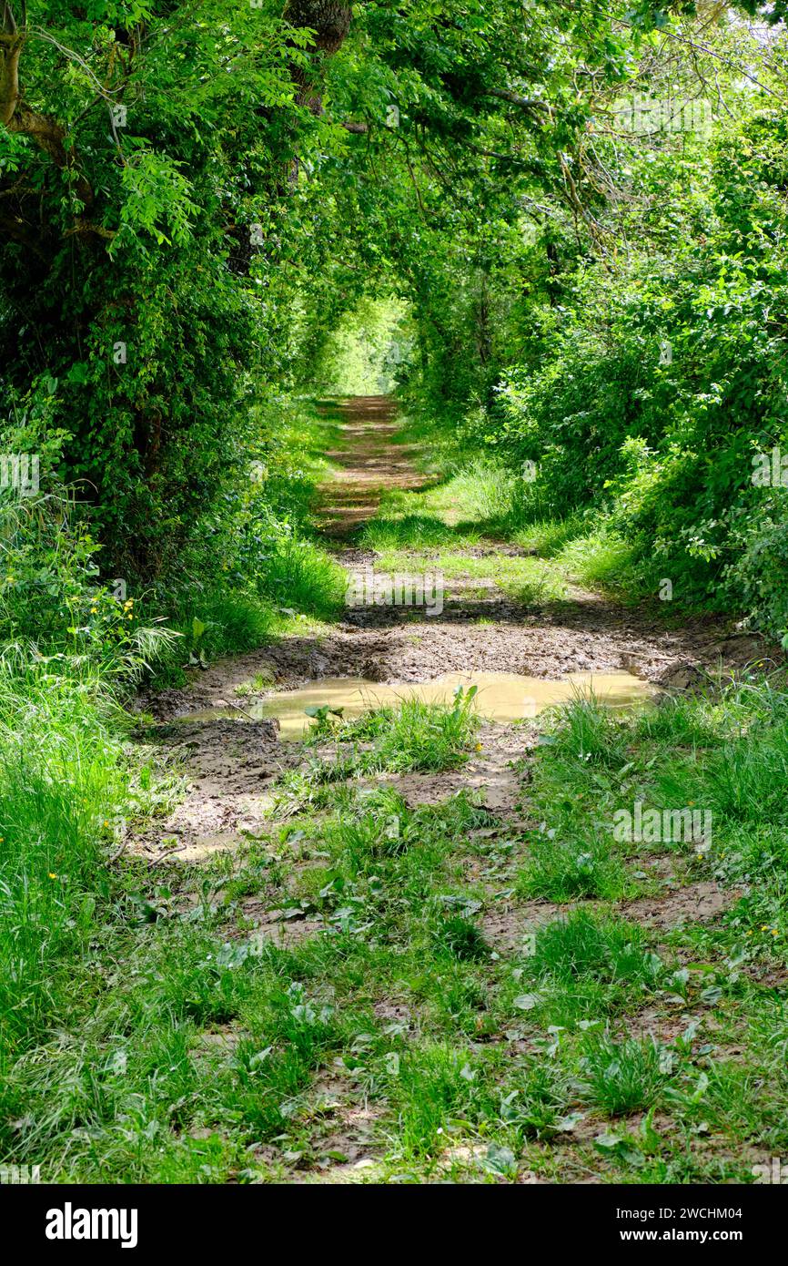 Sentiero escursionistico che si snoda attraverso una lussureggiante foresta verde, con la luce del sole che filtra tra gli alberi Foto Stock