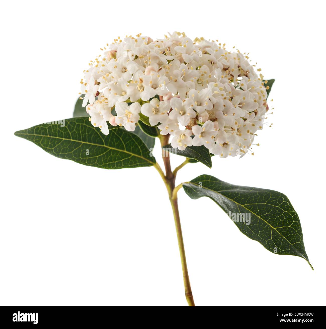 Fiori di Laurestine (Viburnum tinus) isolati su sfondo bianco Foto Stock