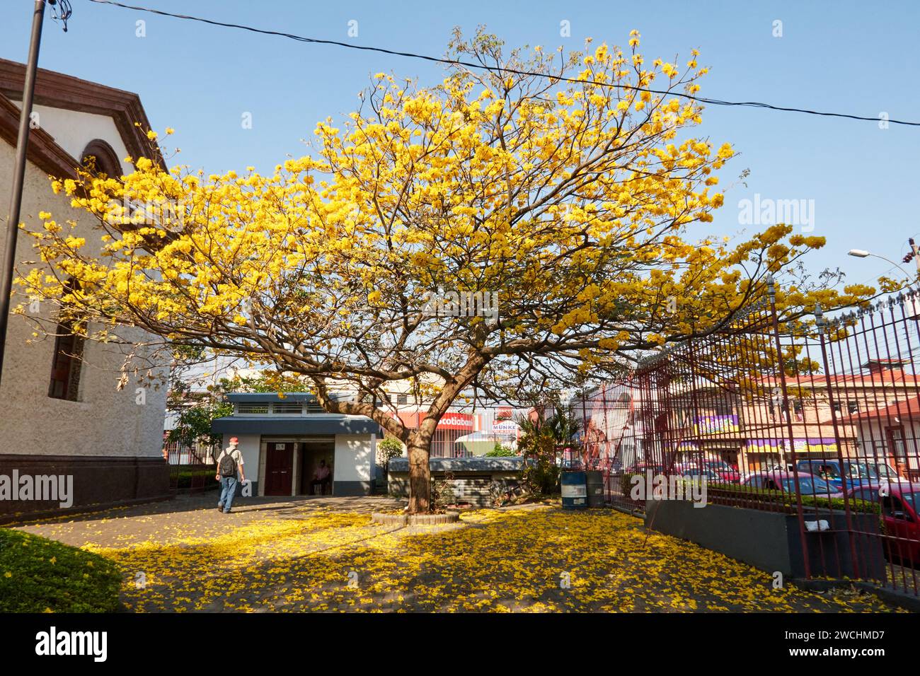 Albero della tromba d'oro, conosciuto come cortez amarillio in spagnolo in primavera in Costa Rica, con fiori che ricoprono il cortile Foto Stock