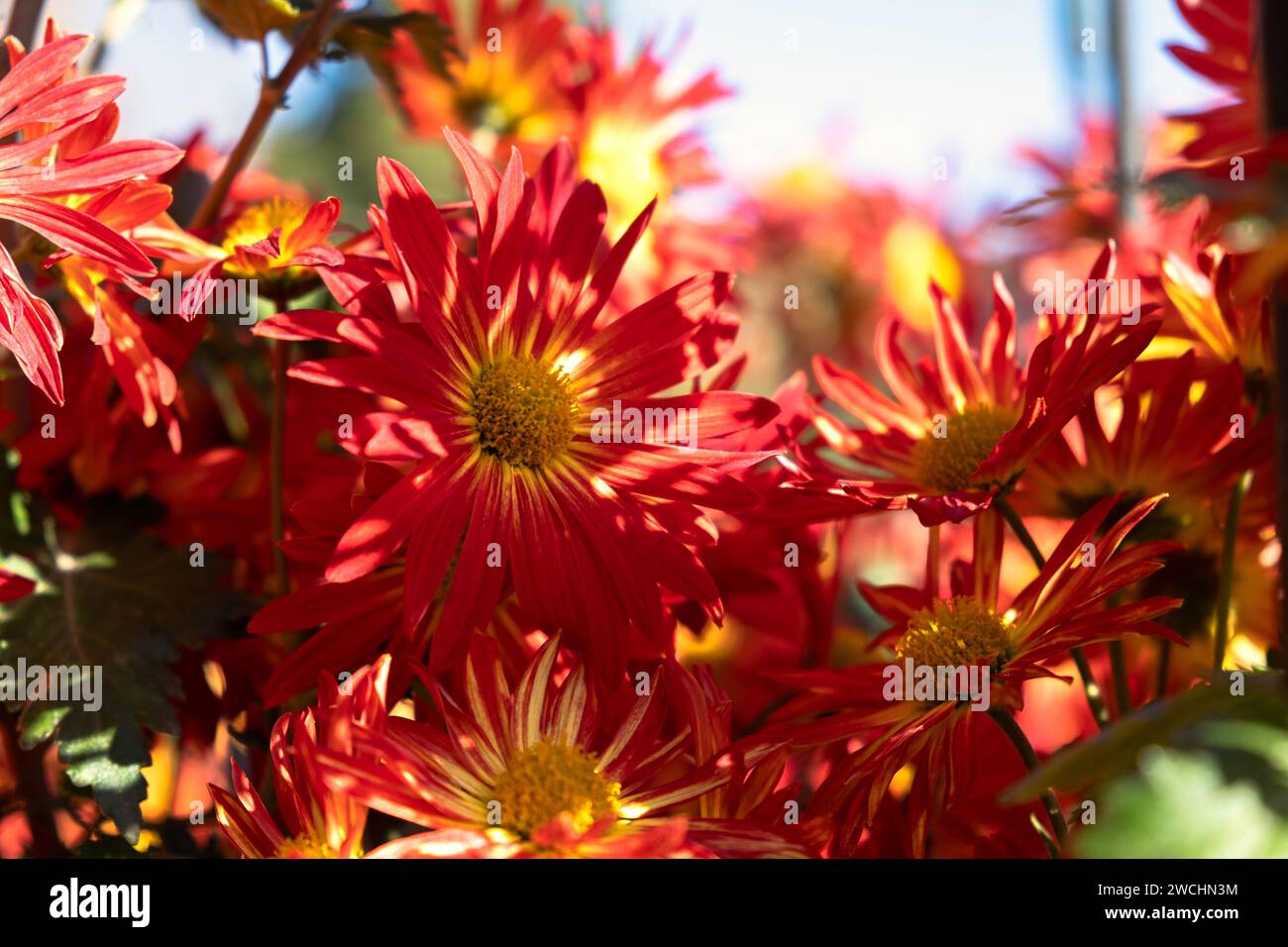 Rosso crisantemi giardino d'autunno. Luce solare intensa attraverso i petali dei fiori. Splendido sfondo astratto di petali rossi a fuoco selettivo. Il Europa Foto Stock