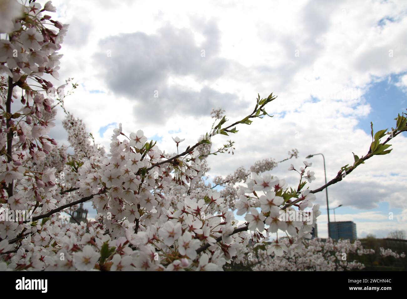 Una foto orizzontale dell'incantevole bellezza della primavera. I petali di fiori in fiore adornano un albero in un giardino, creando una deliziosa scena all'aperto. colore Foto Stock