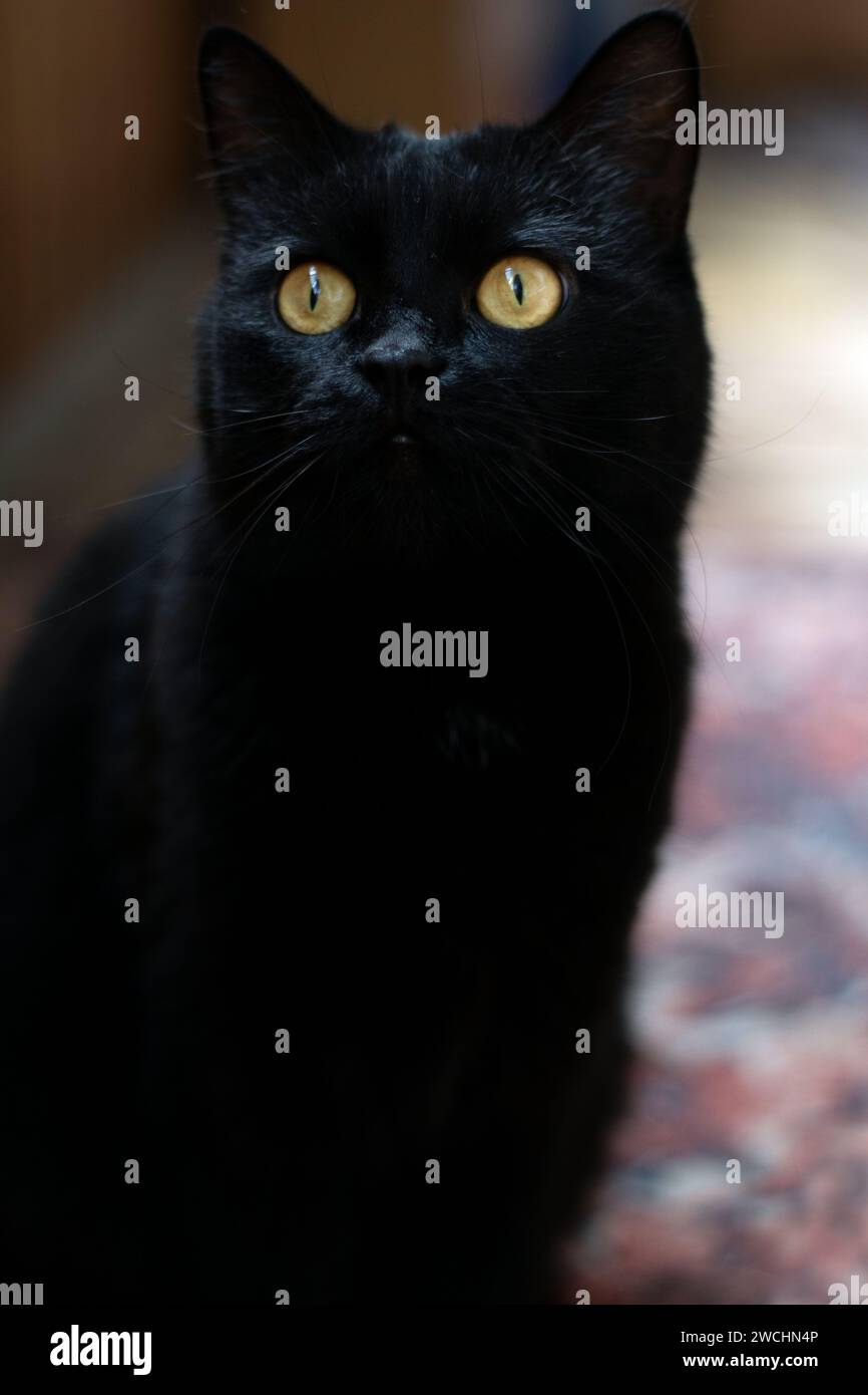 Fotografia verticale che cattura l'essenza di un gatto domestico. Il felino, con gli occhi degli animali accattivanti, siede graziosamente e guarda con attenzione. Un primo piano Foto Stock