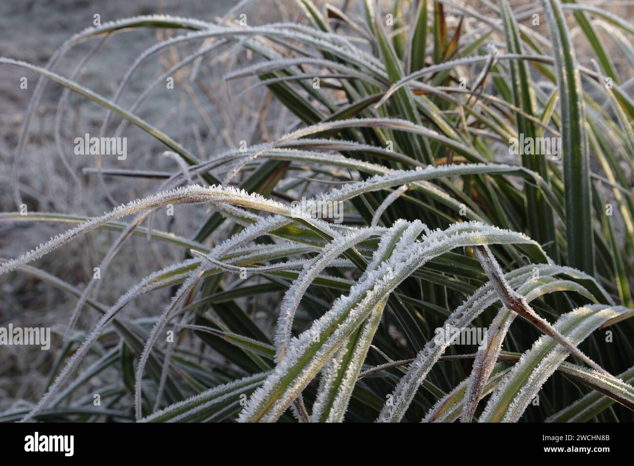 Inverno natura ghiacciata Lombardia Italia. Concentrati sul primo piano. Foto Stock