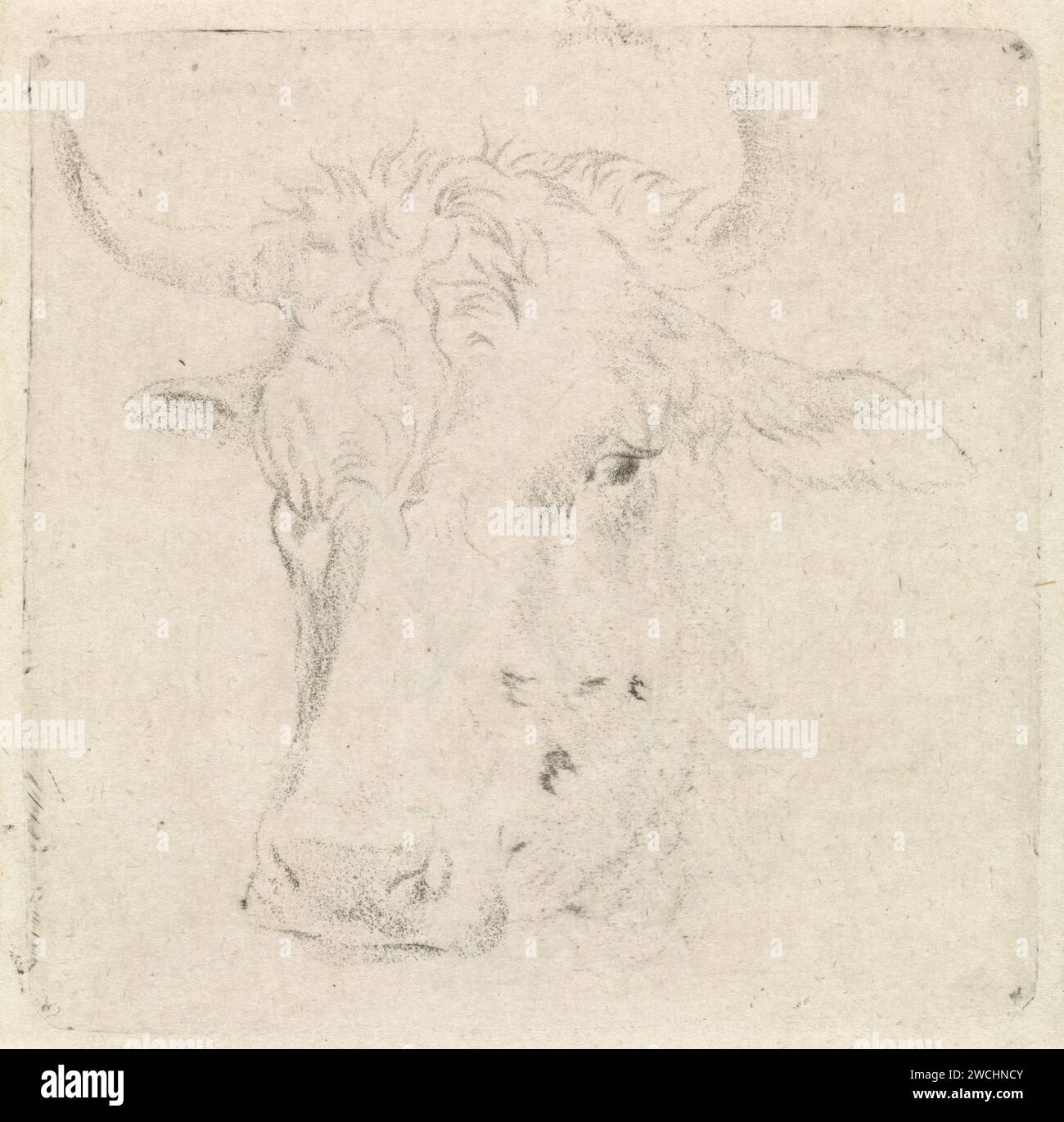 Ossenkop, Pieter Janson, 1780 - 1851 stampa a sinistra. bue di carta Foto Stock