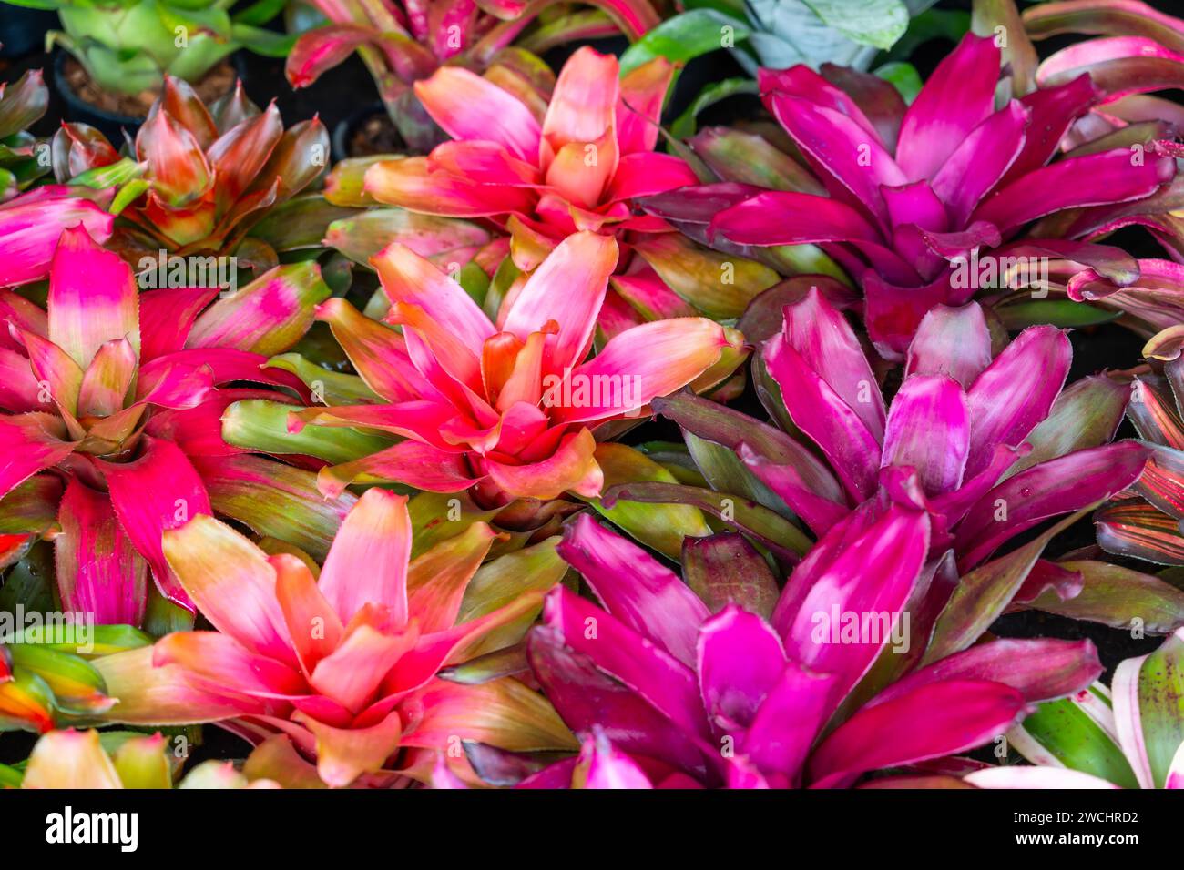 Bromelia pianta multicolore con foglie colorate. Campo delle piante piantate struttura naturale di sfondo Foto Stock