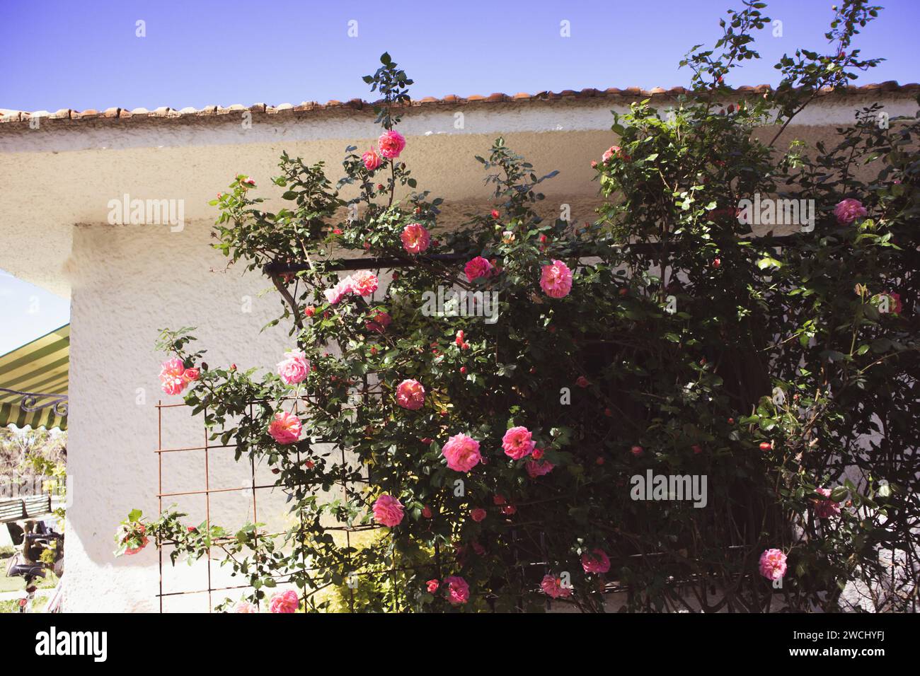 Rose rosa, casa bianca. Fiori di rose fioriti su cespugli di fiori in primavera. Coltivare piante nel rosarium. Giardino ben tenuto durante il giorno d'estate. Petali aromatici. Foto Stock