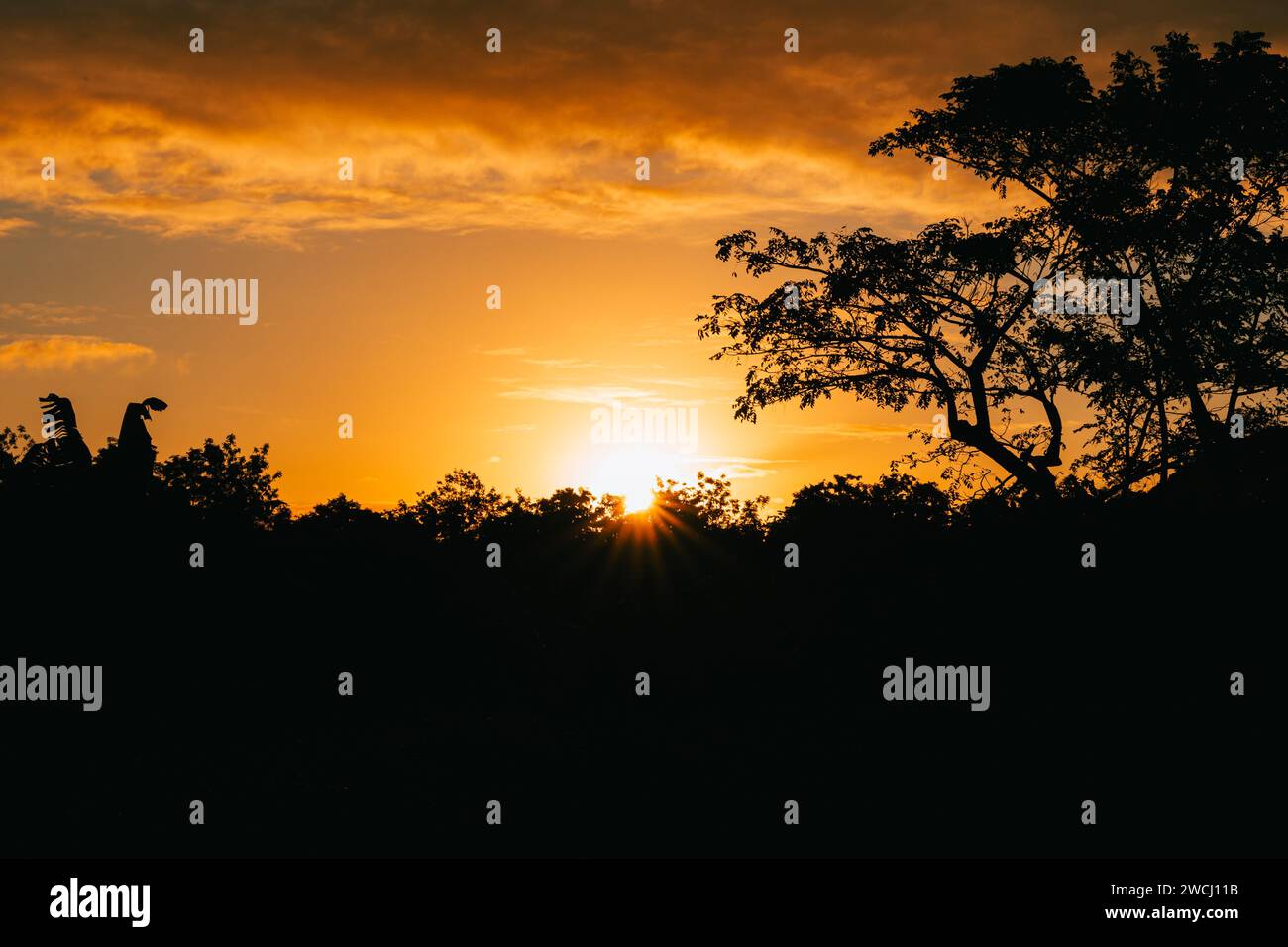 Alba mattutina che si insinua tra gli alberi del paesaggio durante l'ora d'oro Foto Stock