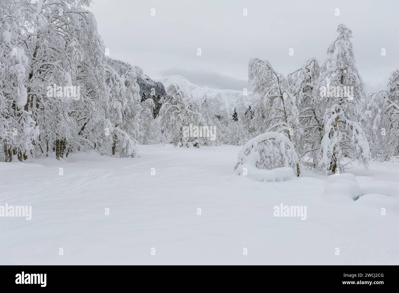 La fitta coperta di neve fresca avvolge la foresta, piegando gli alberi sotto il suo peso con uno sfondo montano appena visibile attraverso la foschia. Foto Stock