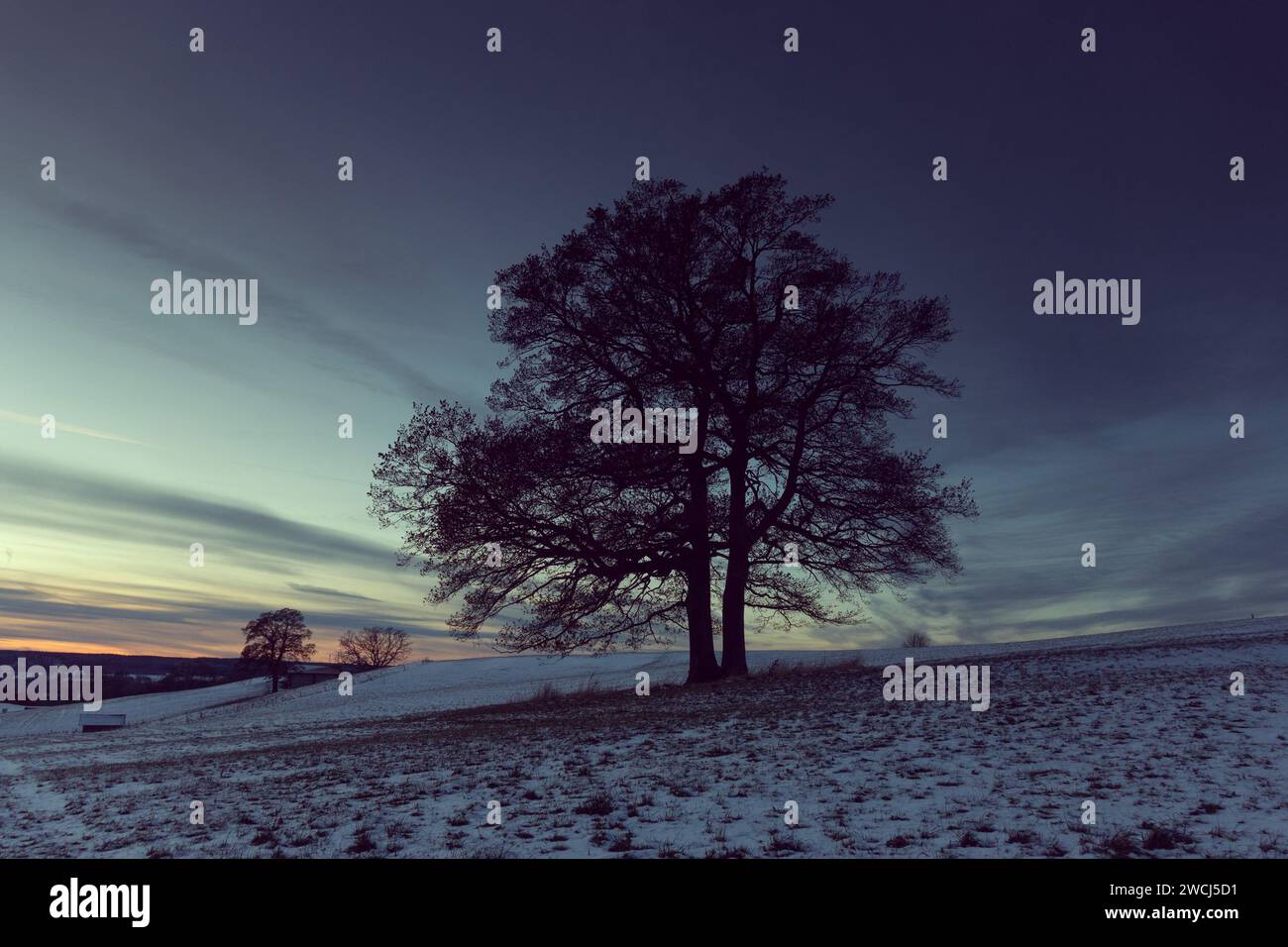 Albero in paesaggio invernale - alta Baviera, Germania Foto Stock