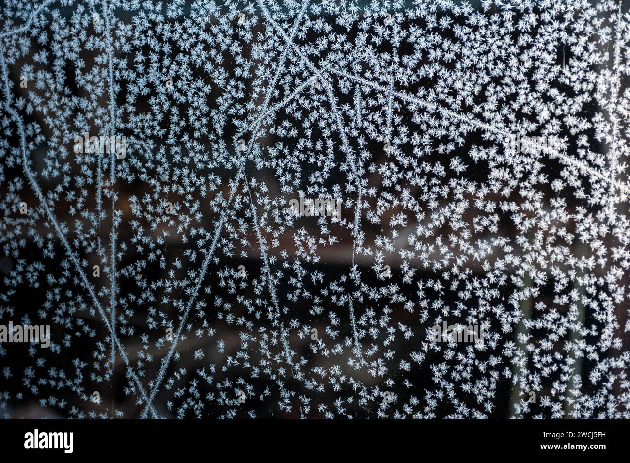 Fiori di ghiaccio sulla finestra - astrazione Foto Stock