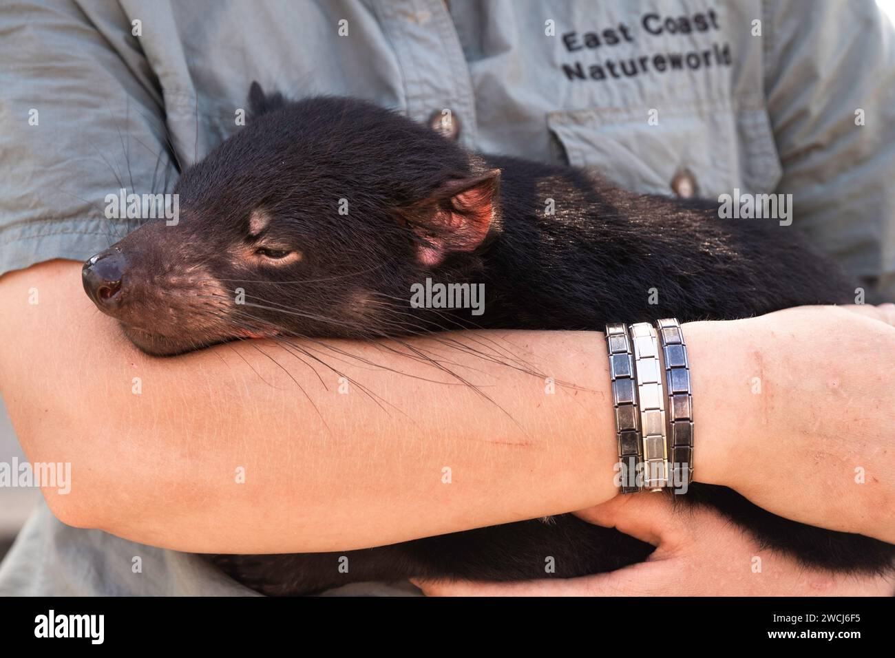 Il diavolo della Tasmania si trova tra le braccia di un lavoratore del Natureworld Sanctuary della costa orientale a Bicheno. Concentrati sulla testa Foto Stock