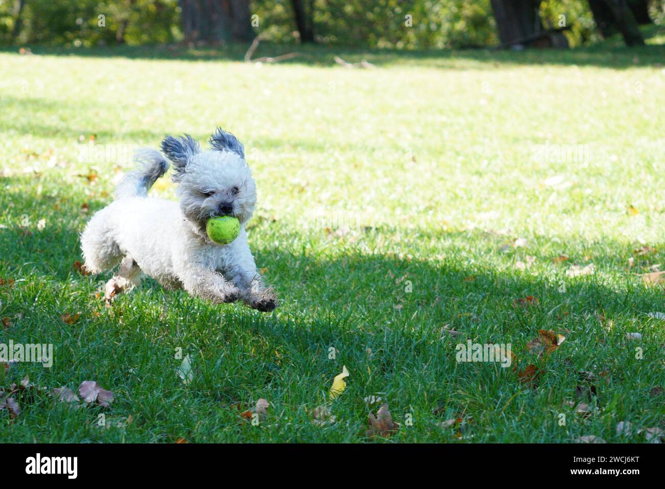 Piccolo cane havanese che gioca nel parco Foto Stock