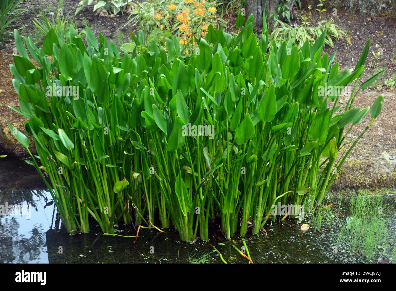 Piante acquatiche "Pickerel Weed" (Pontederia Cordata) foglie coltivate in uno stagno presso RHS Garden Harlow Carr, Harrogate, Yorkshire, Inghilterra, Regno Unito Foto Stock