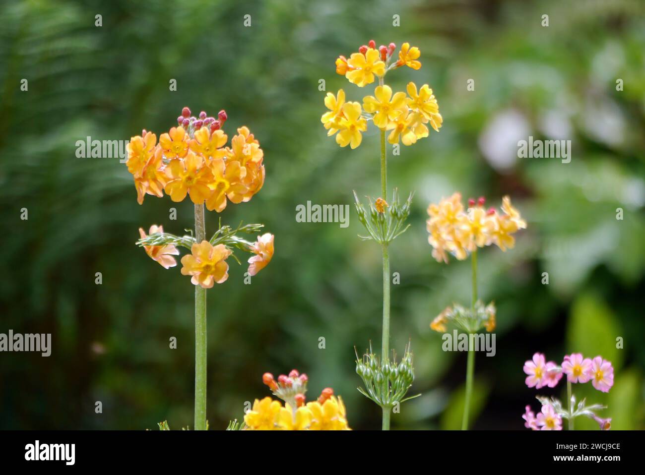 Yellow Candelabra Primulas Flowers Grown in the Borders at RHS Garden Harlow Carr, Harrogate, Yorkshire, Inghilterra, Regno Unito Foto Stock