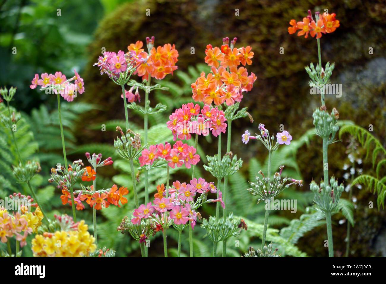 Yellow & Orange Candelabra Primulas Flowers Grown in the Borders at RHS Garden Harlow Carr, Harrogate, Yorkshire, Inghilterra, Regno Unito Foto Stock