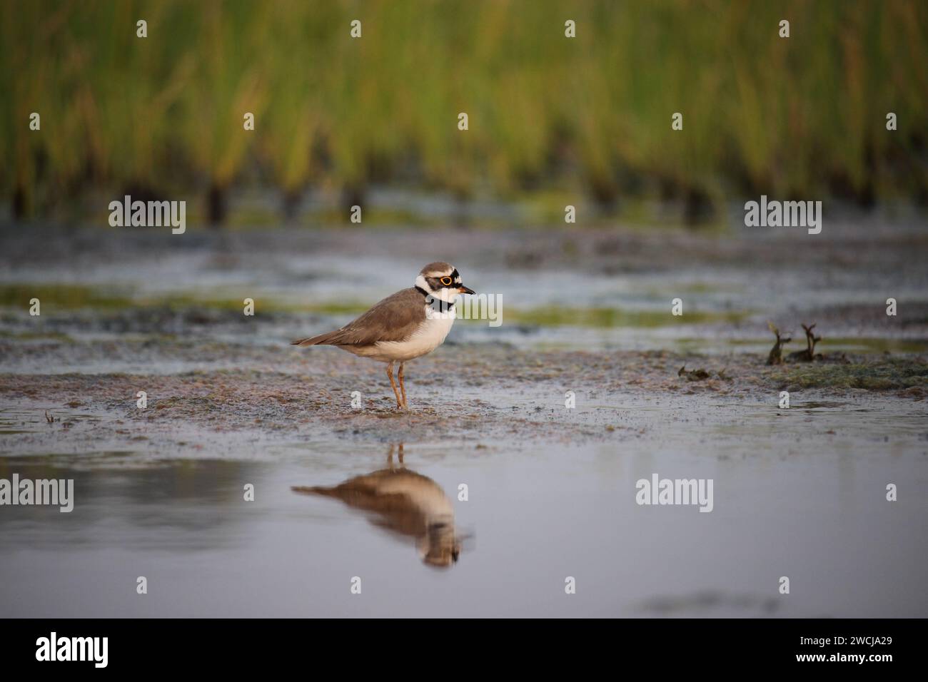 Un piccolo uccello plover dagli anelli sta cercando cibo. Foto Stock