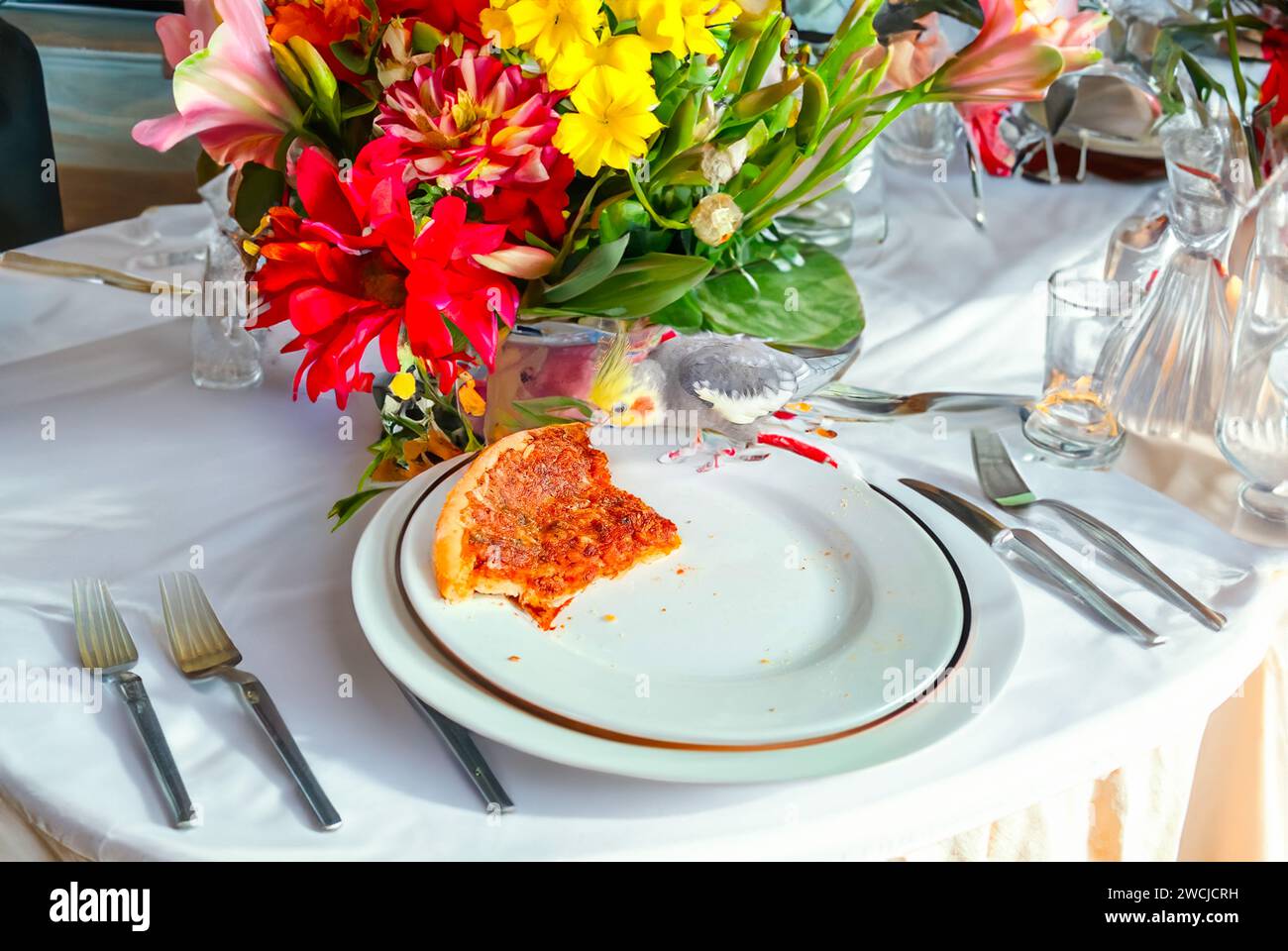 Pappagallo giallo di cockatiel. Simpatico cockatiel. Pappagallo domestico mangia pizza vegetariana Foto Stock