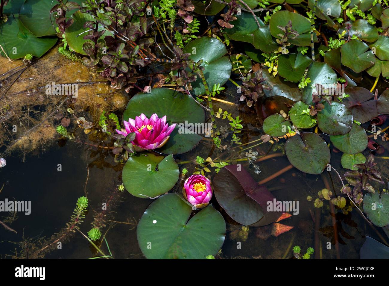 Gigli d'acqua rosa su uno stagno Foto Stock