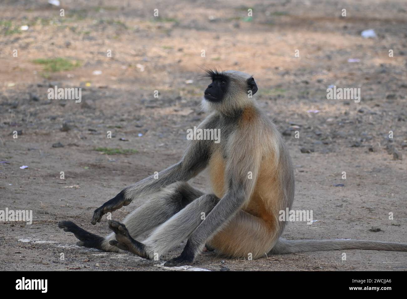Si vede una scimmia di langur seduto a terra e guardarsi intorno Foto Stock