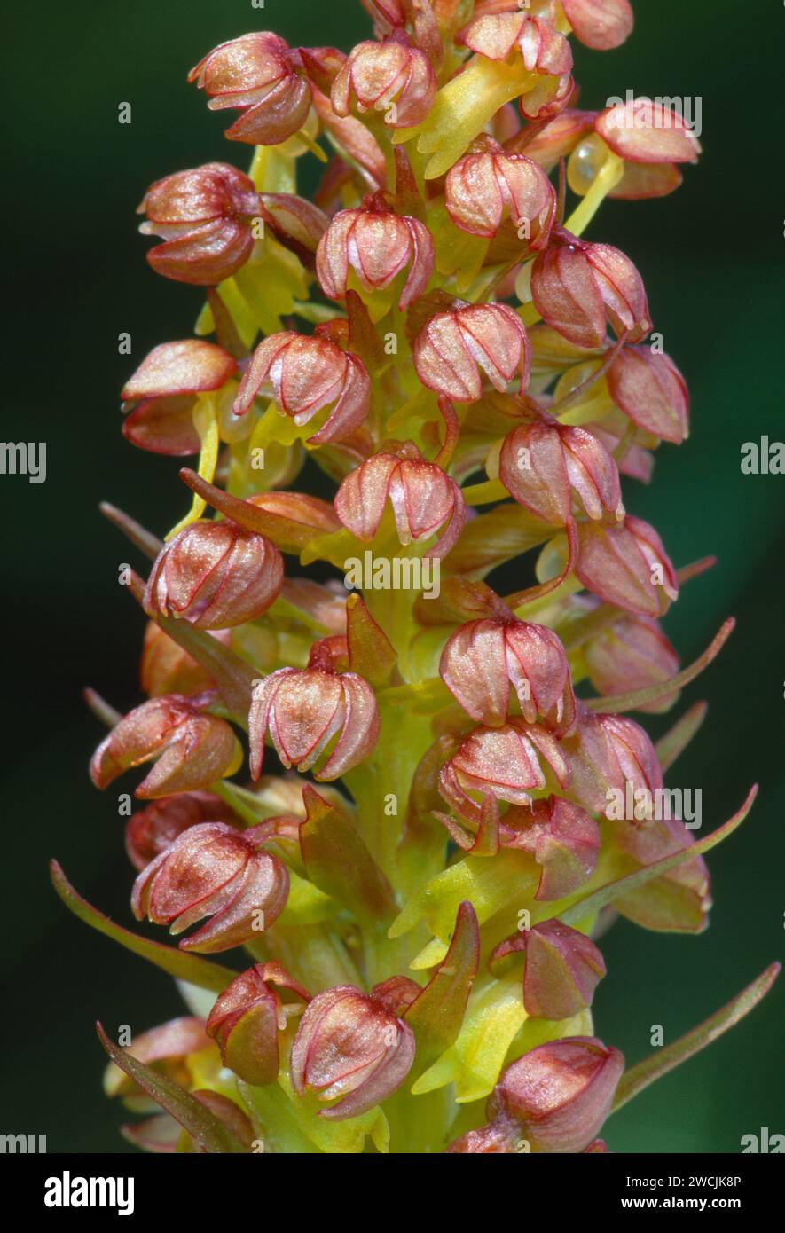 Orchidea rana (Dactylorhiza viridis) primo piano del picco di fiori di piante coltivate sulle praterie di macchia costiera della riserva naturale RSPB di Balranald Foto Stock
