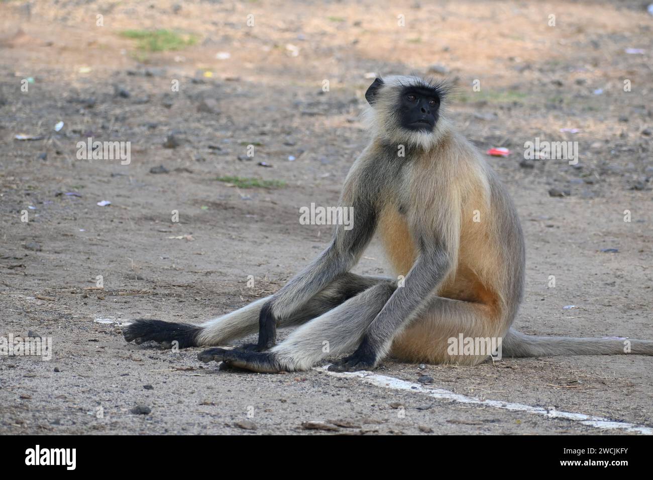 Si vede una scimmia di langur seduto a terra e guardarsi intorno Foto Stock
