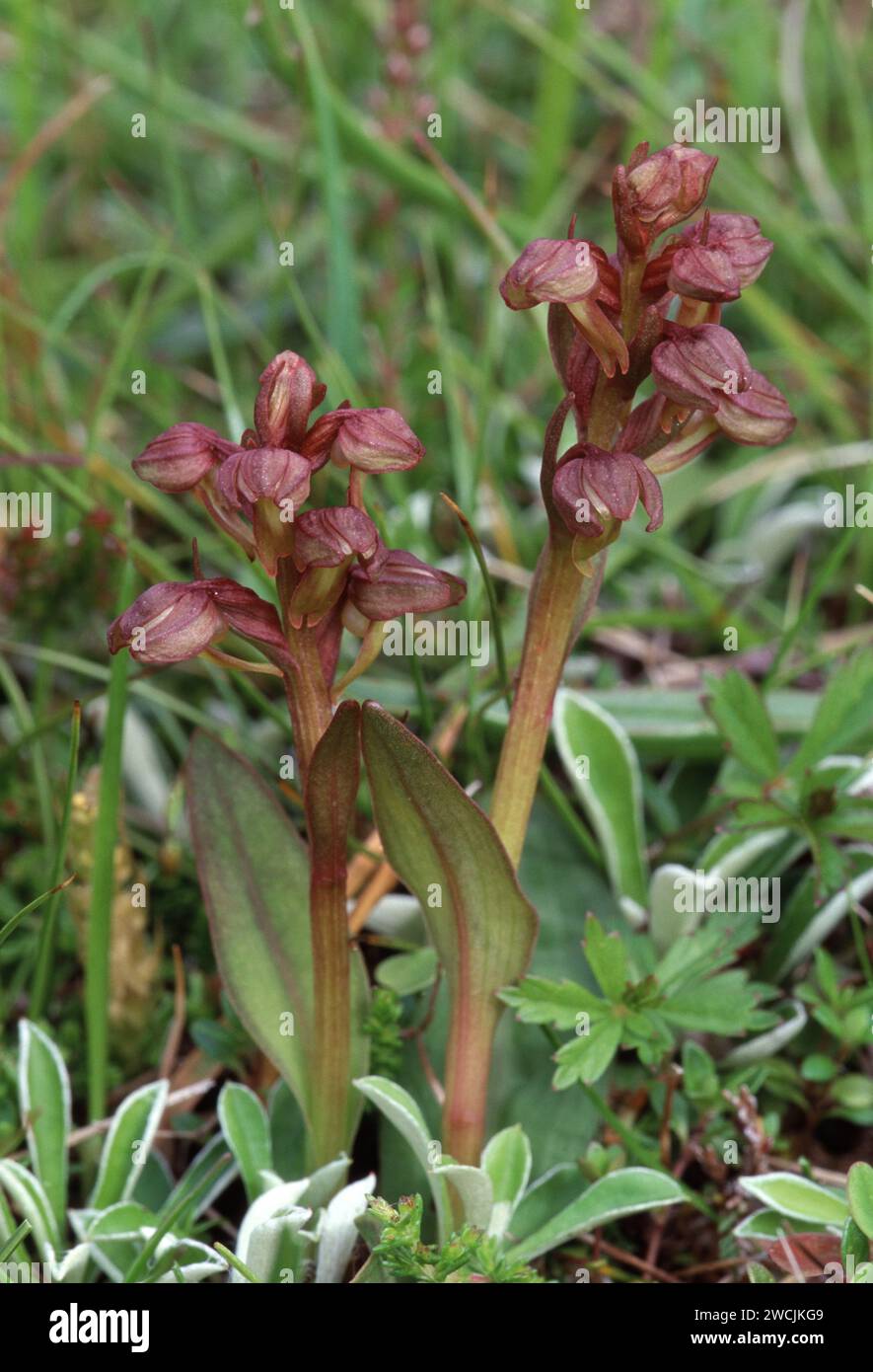Frog Orchis (Dactylorhiza viridis) cresce su prati costieri a Kilmory Bay, Isle of Rum National Nature Reserve, Ebridi interne, Scozia, luglio Foto Stock