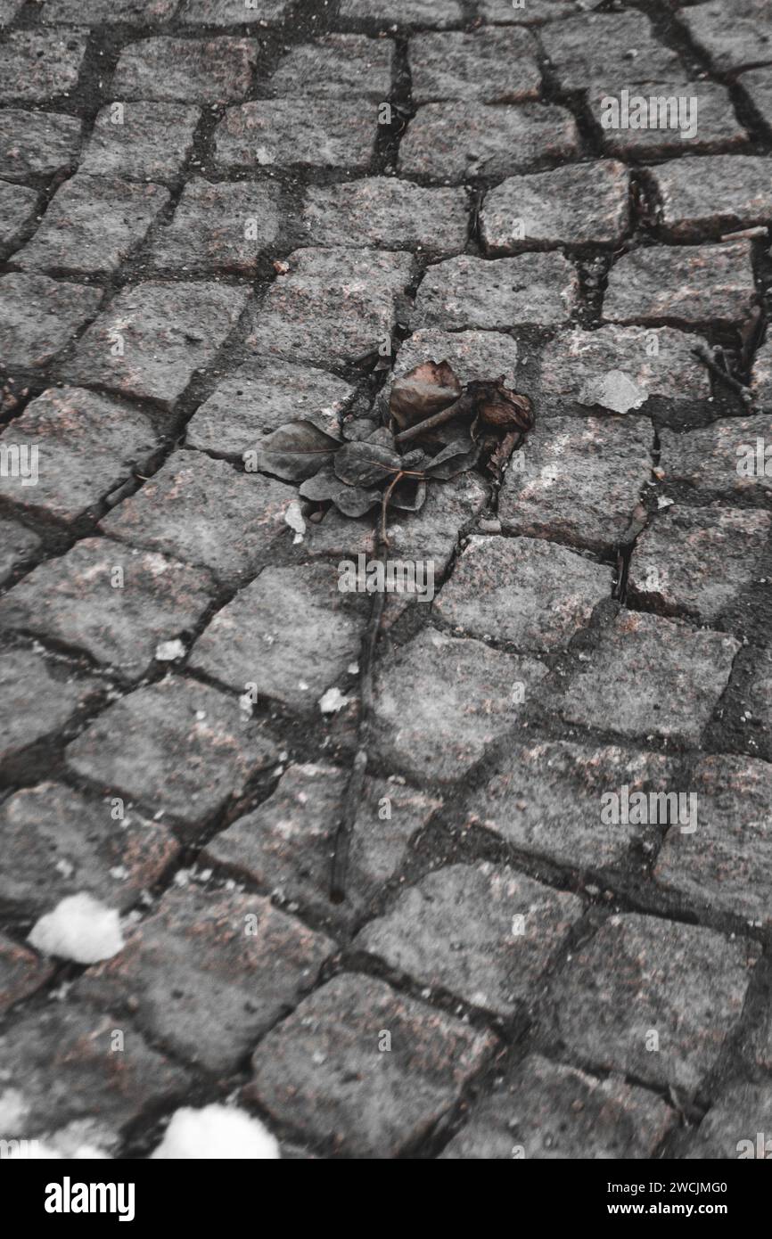 Rosa schiacciata su un marciapiede di ciottoli, simbolo dell'amore perduto e del decadimento emotivo. Foto Stock