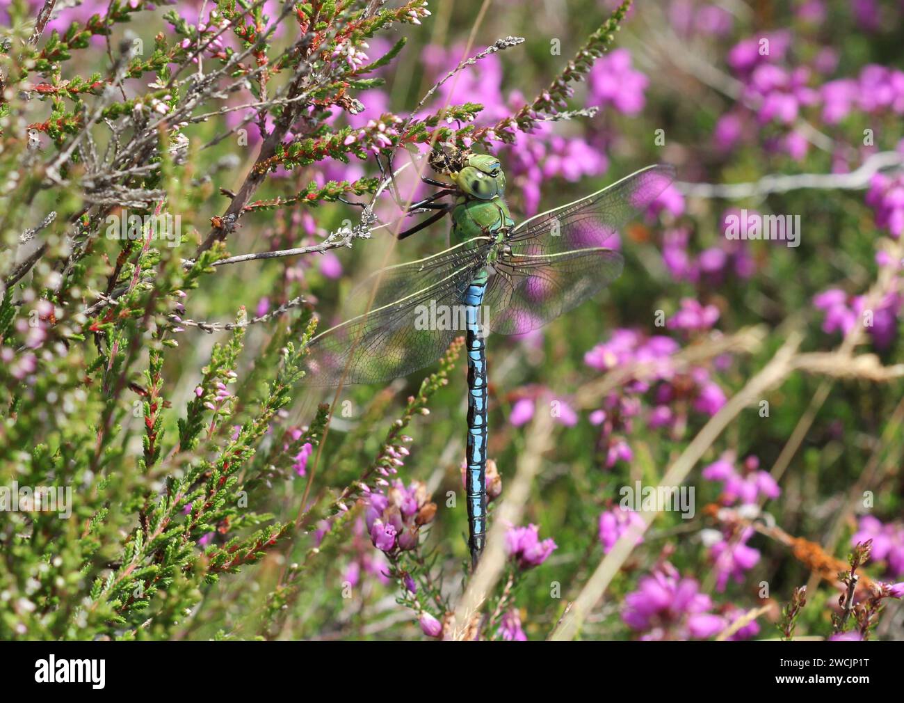 L'Imperatore Dragonfly che si nutre di un'ape di miele nell'Erica Foto Stock