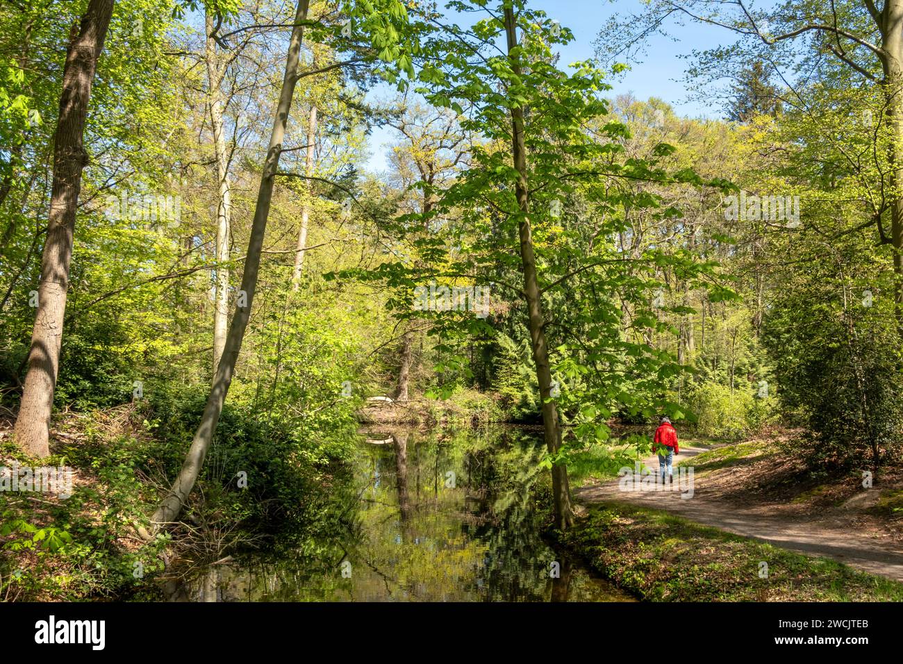 Persona che cammina nel bosco vicino a Hilverbeek a Spanderswoud tra Hilversum e 's Graveland, Paesi Bassi Foto Stock