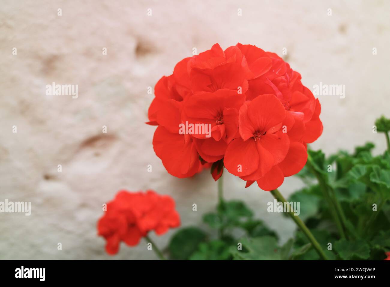Primo piano del vibrante geranio rosso (Pelargonium) che fiorisce sul muro di pietra ruvida bianca all'interno del monastero di Santa Catalina, Arequipa, Perù, Sud America Foto Stock