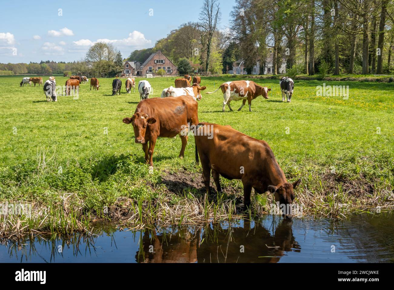 Mucche diarie rosse e bianche che bevono dal fosso e pascolano sul prato di polder tra 's Graveland e Hilversum, Paesi Bassi Foto Stock